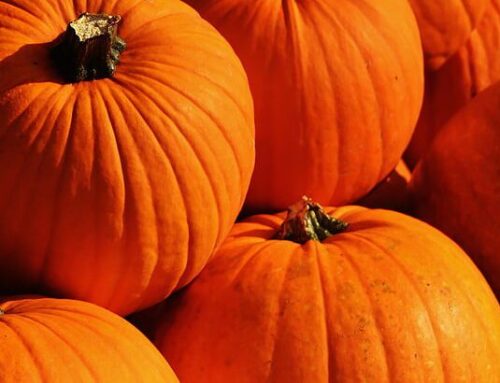 Five things to do in Newton this weekend