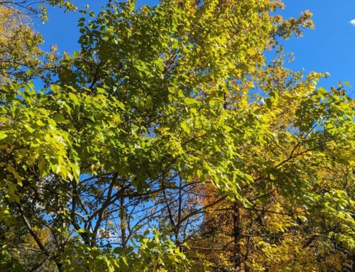 Want to help Newton’s Tree Canopy thrive? Be a Tree Protector
