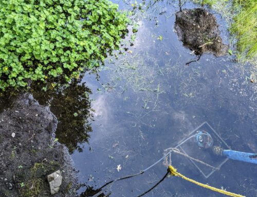 Swamp Things: Waban neighborhood inundated with water, rats, raccoons and snakes