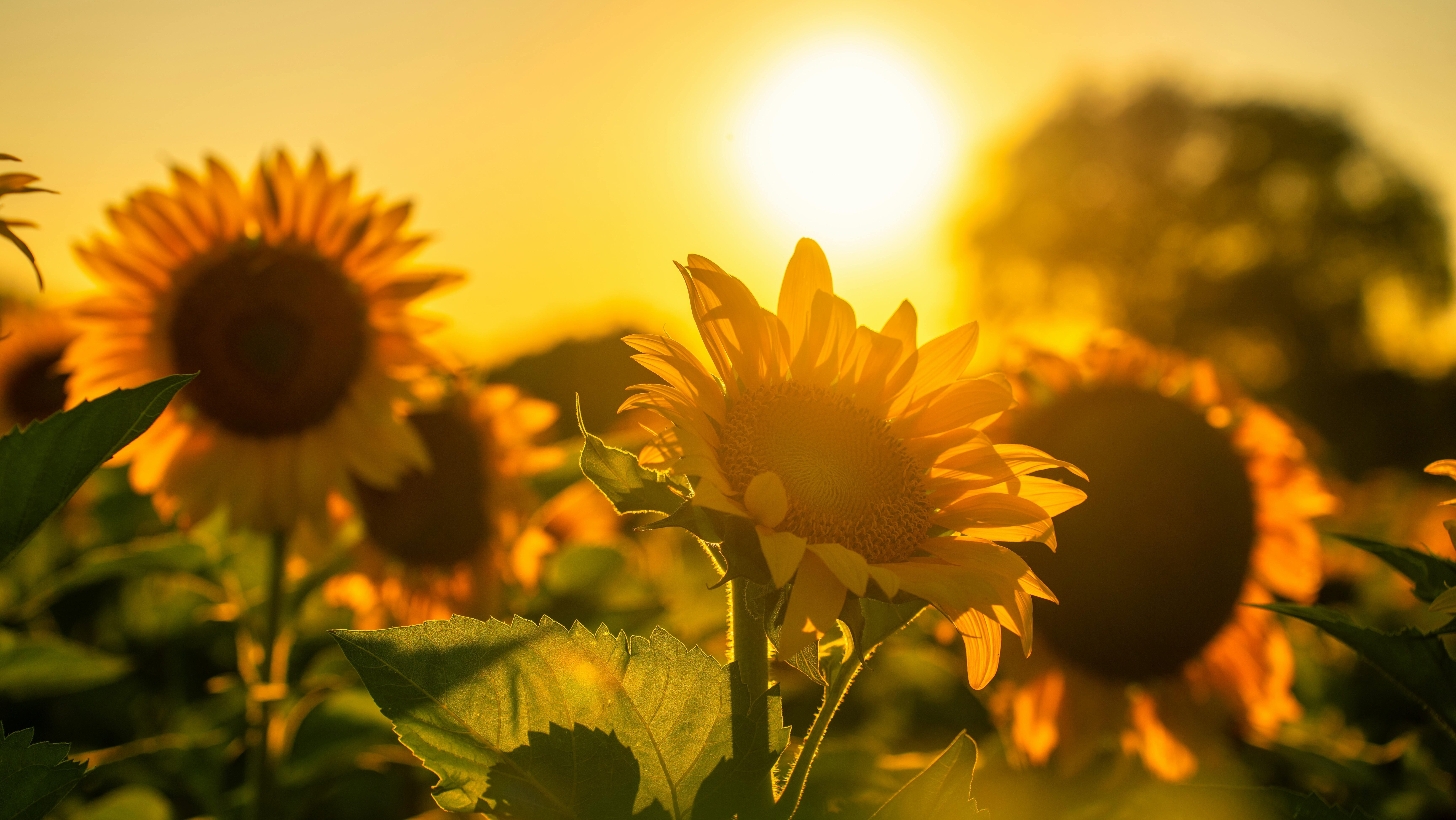 Sunflowers