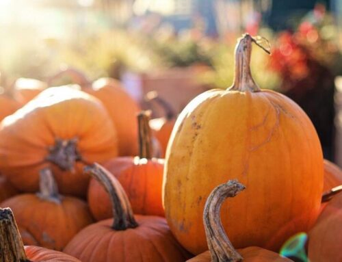 Five things to do in Newton this weekend
