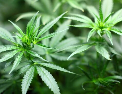 Three Newton cannabis dispensaries threaten to sue city over community impact fee