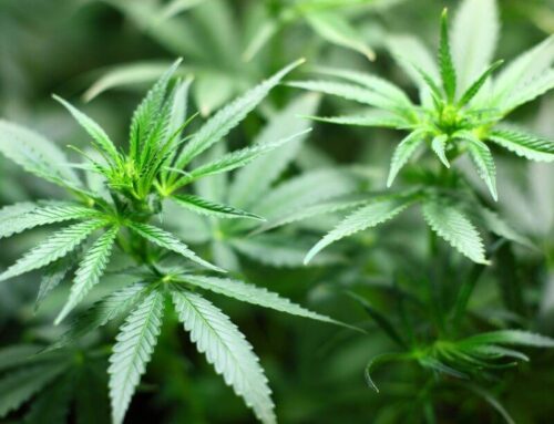 Ballot question for 2026 could upend Newton’s cannabis industry