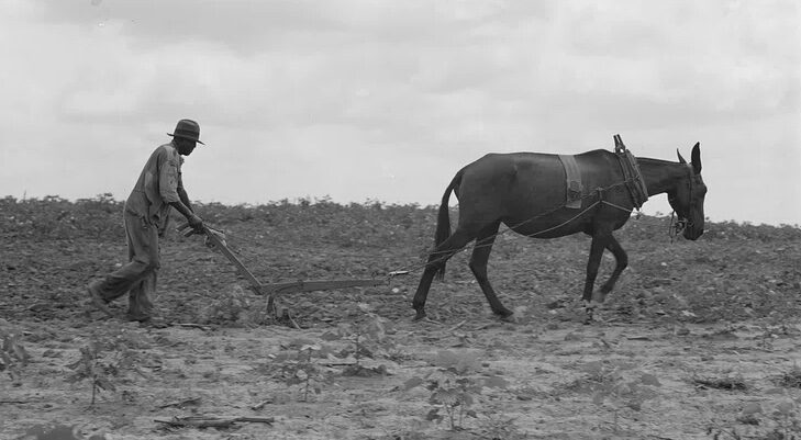 The cotton sharecropper’s unit is one mule and the land he can cultivate with a one-horse plow. Greene County, Georgia by Dorothea LangeMore: View public domain image source here
