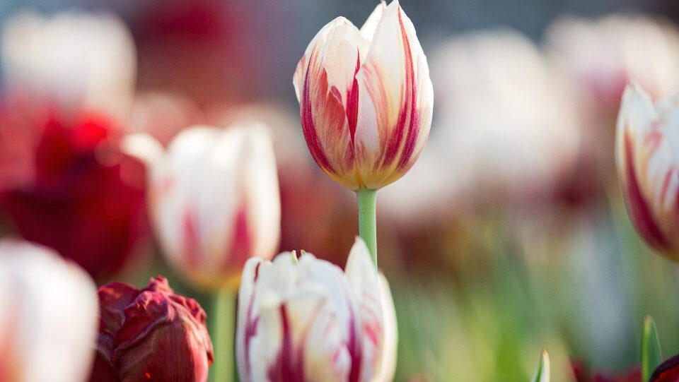 tulips