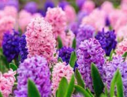 Five things to do in Newton this weekend
