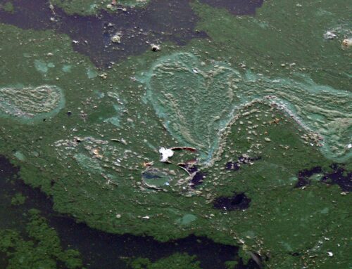 State reports large toxic blue-green algae bloom in Charles River