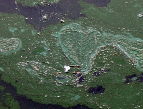 State reports large toxic blue-green algae bloom in Charles River