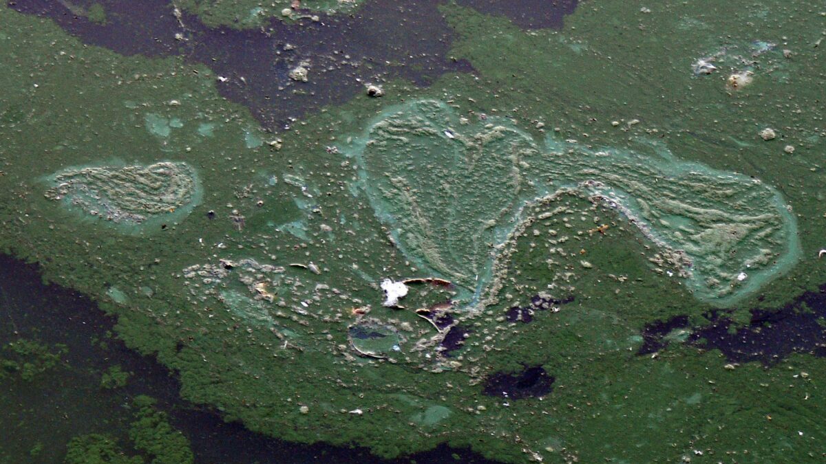 Cyanobacteria_014