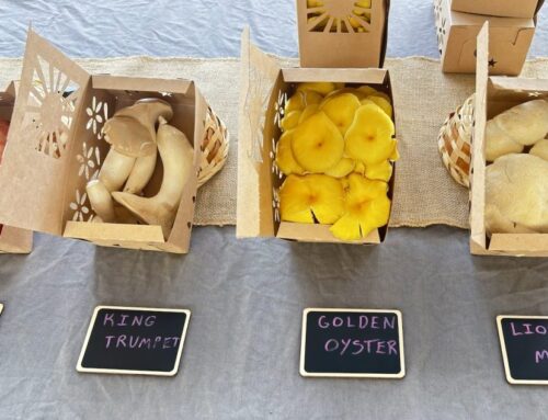 Newton Farmers Market offers community, fun and food at Newton North High School