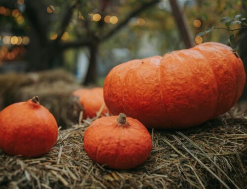 Five things to do in Newton this weekend