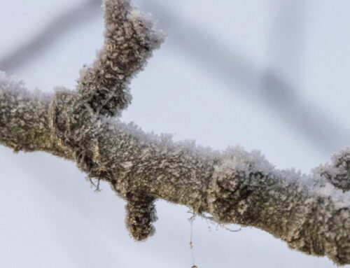 Star Market in Newtonville closed due to asbestos