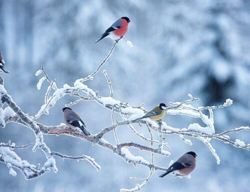 Five things to do in Newton this weekend