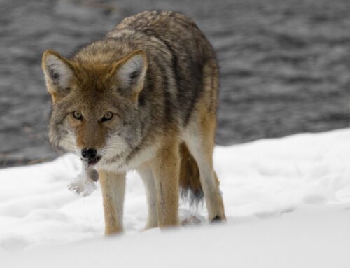 Coyote sightings surge across Newton, with West Newton emerging as hotspot