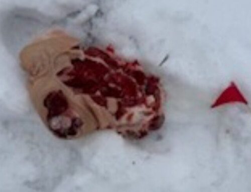 Porky Puzzle: Police report pig leg found at the Cove