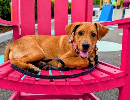 Five things to do in Newton  this weekend