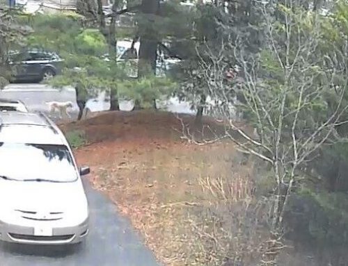 Police release photo showing possible vandalism suspect