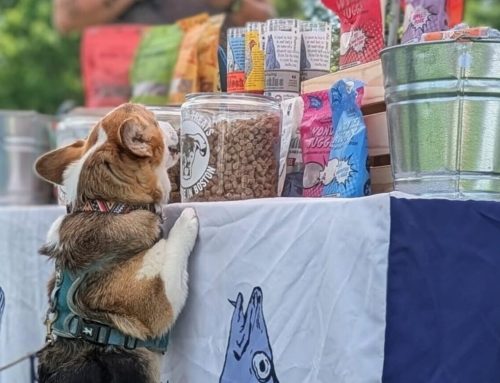 Snapshots: Rotary brings paws for a cause at Newton Rotary’s Dog Fest